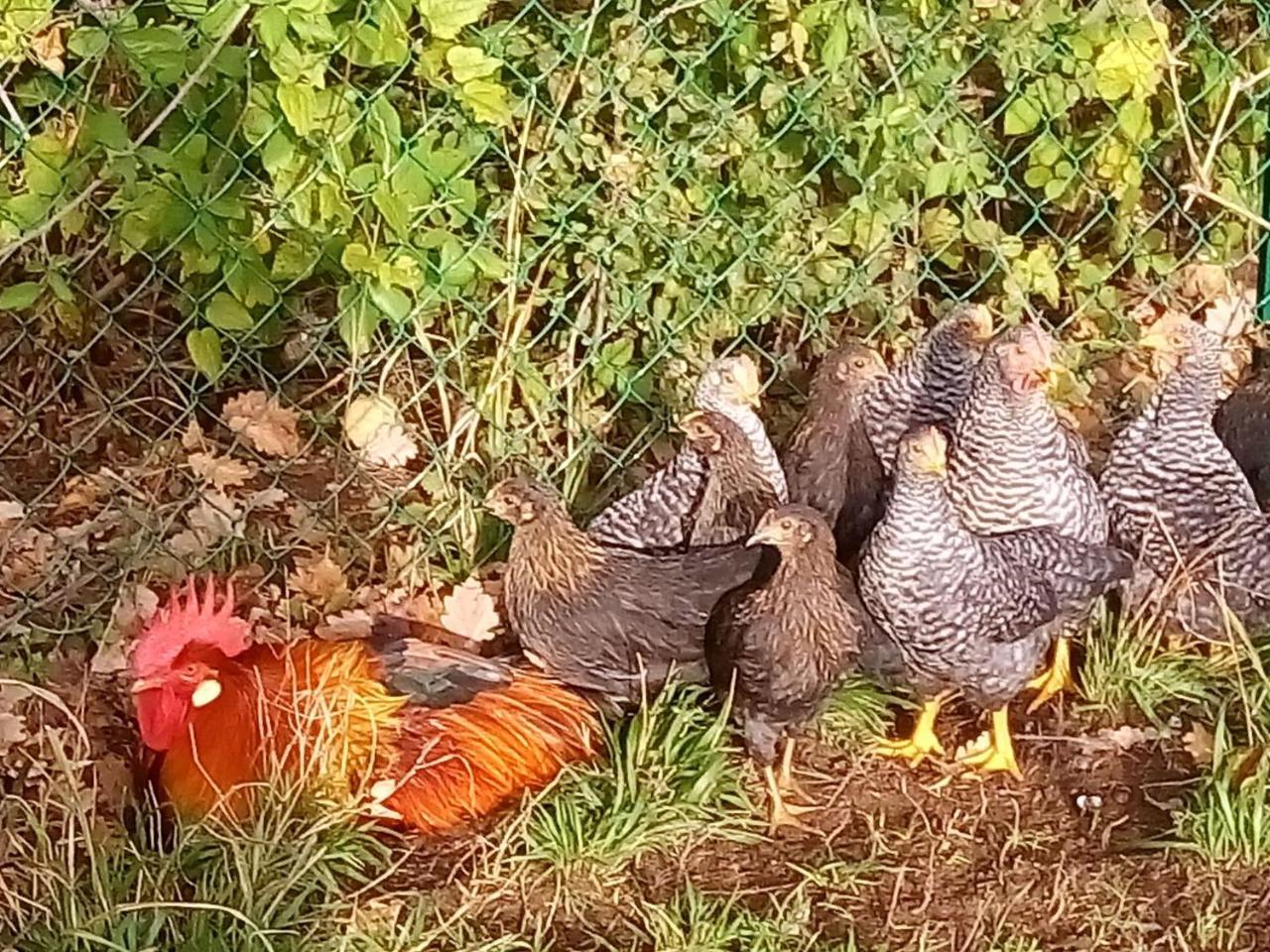 Agriturismo Alla Vecchia Quercia Farm stay