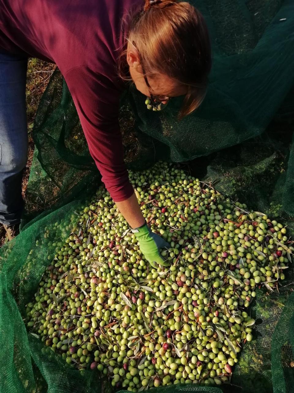 Agriturismo Alla Vecchia Quercia